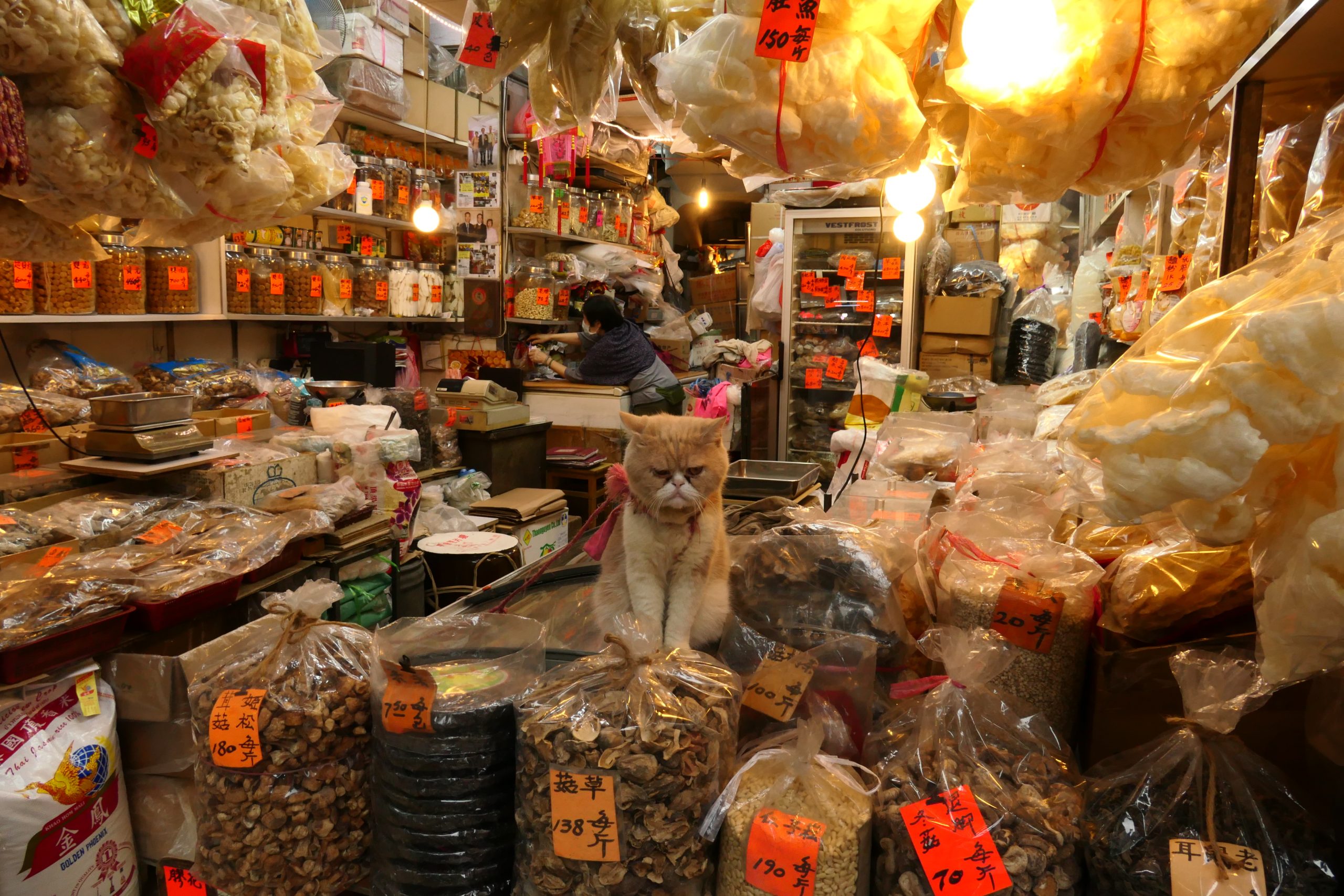 HK干货店的一只猫